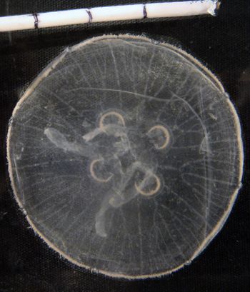Media type: image; Invertebrate Zoology CNID-3307     Description: image;